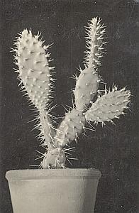 Plant Cactus Study Composition France Snapshot 1935