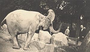 Elephant Zoo France Old Instantaneous Snapshot 1935