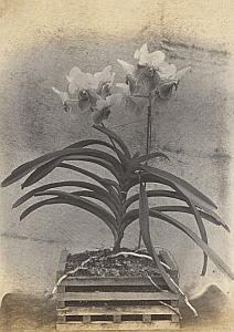 Orchid Flower Anchorage Greenhouse USA Photo 1925