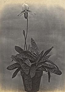 Orchid Flower Anchorage Greenhouse USA Photo 1925