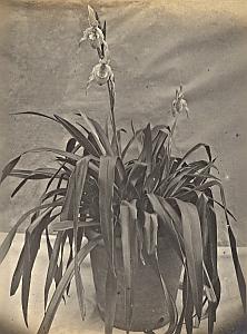 Orchid Flower Anchorage Greenhouse USA Photo 1925