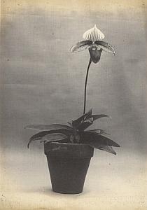 Orchid Flower Anchorage Greenhouse USA Photo 1925