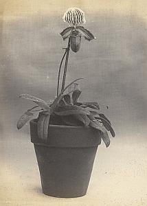 Orchid Flower Anchorage Greenhouse USA Photo 1925