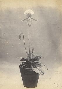 Orchid Flower Anchorage Greenhouse USA Photo 1925