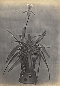 Orchid Flower Anchorage Greenhouse USA Photo 1925