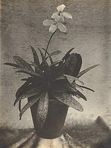 Orchid Flower Anchorage Greenhouse USA Photo 1925