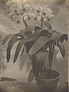 Orchid Flower Anchorage Greenhouse USA Photo 1925