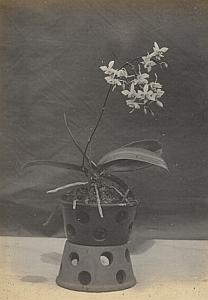 Orchid Flower Anchorage Greenhouse USA Photo 1925