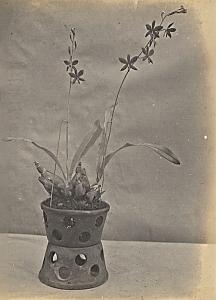 Orchid Flower Anchorage Greenhouse USA Photo 1925