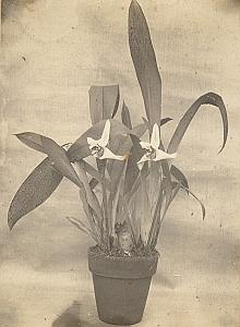Orchid Flower Anchorage Greenhouse USA Photo 1925