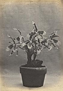 Orchid Flower Anchorage Greenhouse USA Photo 1925