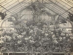 Orchid Fern Anchorage Greenhouse USA Photo 1925