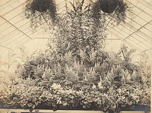 Orchid Fern Anchorage Greenhouse USA Photo 1925