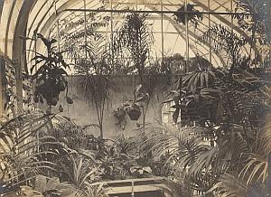 Orchid Fern Anchorage Greenhouse USA Photo 1925