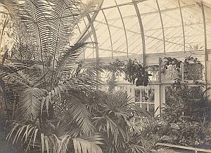 Orchid Anchorage Greenhouse Botanical USA Photo 1925
