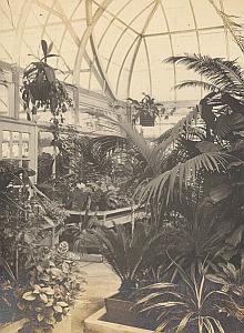 Orchid Anchorage Greenhouse Botanical USA Photo 1925