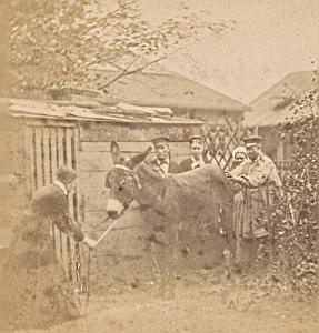 Humoristic Scene de Genre Donkey France Old Photo Stereo 1870