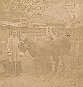 Donkey Humoristic Scene de Genre France Old Photo Stereo 1870