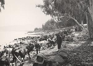 Palestine Travel Tiberiade Lake Cows Old Photo 1934