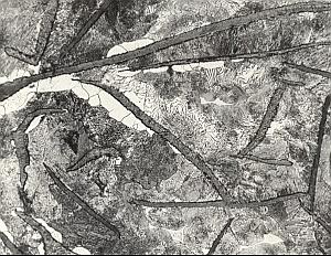 Metallography Iron Steel Study France Micrograph Abstract Photo 1960