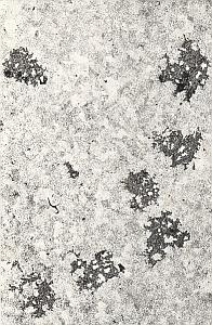 Metallography Iron Steel Study France Micrograph Abstract Photo 1960