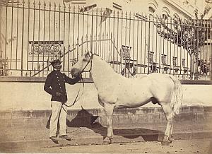 Horse Agricultural Exhibition Colmar Photo CC Adam 1867