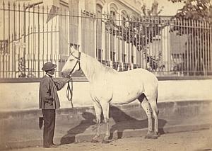 Horse Agricultural Exhibition Colmar Photo CC Adam 1867