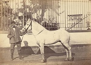Horse Agricultural Exhibition Colmar Photo CC Adam 1867