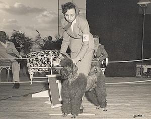 Cuba Habana Dog Competition Poodle Caniche Photo 1950