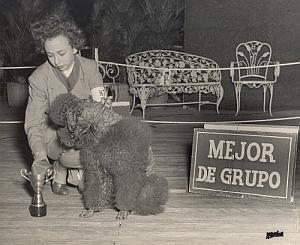 Cuba Habana Dog Competition Poodle Caniche Photo 1950