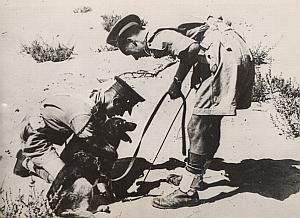 British Palestine Mines Demining Dog Old Photo 1946
