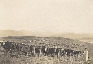 Cow Herd Pastor Madagascar Old Diez Photo 1924