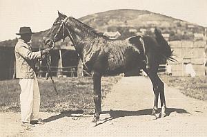 Horse Breeding Madagascar Old Diez Photo 1924