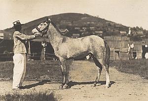 Horse Breeding Madagascar Old Diez Photo 1924