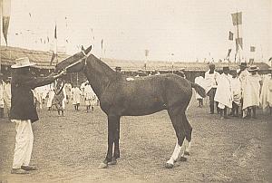 Horse Breeding Madagascar Old Diez Photo 1924