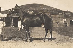 Horse Breeding Madagascar Old Diez Photo 1924