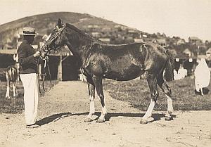 Horse Breeding Madagascar Old Diez Photo 1924