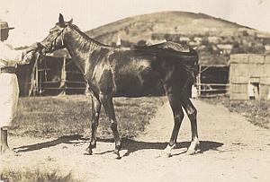 Horse Breeding Madagascar Old Diez Photo 1924