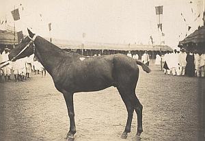 Horse Breeding Madagascar Old Diez Photo 1924