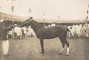 Horse Breeding Madagascar Old Diez Photo 1924