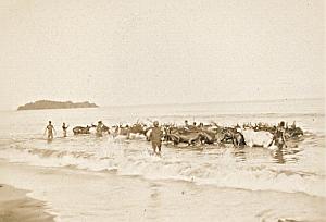Nossi Be Cattle Bathing Madagascar Old Diez Photo 1924