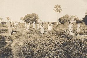 Cotton Harvest Scenery Madagascar Old Diez Photo 1924