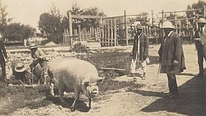 Pig Breeding Madagascar Old Diez Photo 1924