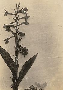 Flower Plant of Madagascar Old Diez Photo 1924