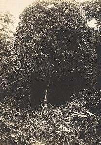 Plant of Madagascar Bush Old Diez Photo 1924