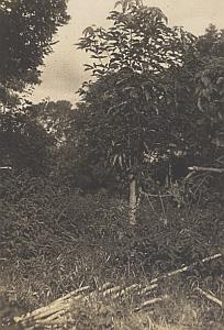 Plant of Madagascar Tree Old Diez Photo 1924