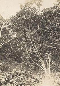 Plant of Madagascar Tree Old Diez Photo 1924
