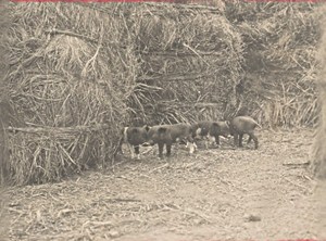 Madagascar Isalo District Pig Farming Old Photo 1900