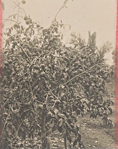 Madagascar Isalo District Fruit Tree Old Photo 1900