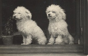 France Dog Portrait Study Poodle Old Photo 1930